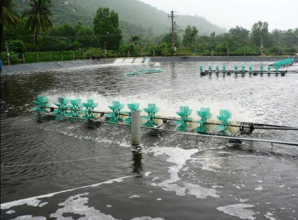 7 kinh nghiệm xử lý ao nuôi thủy sản sau mưa lũ